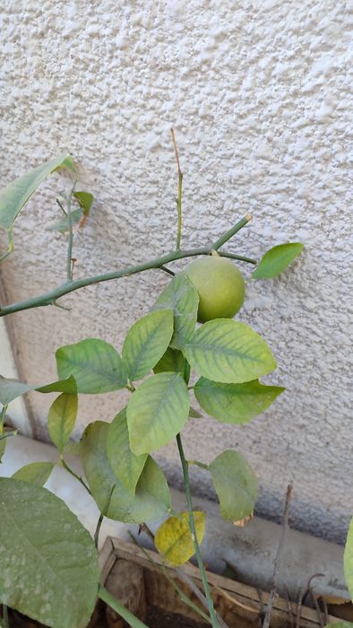 Лимонное дерево 4шт