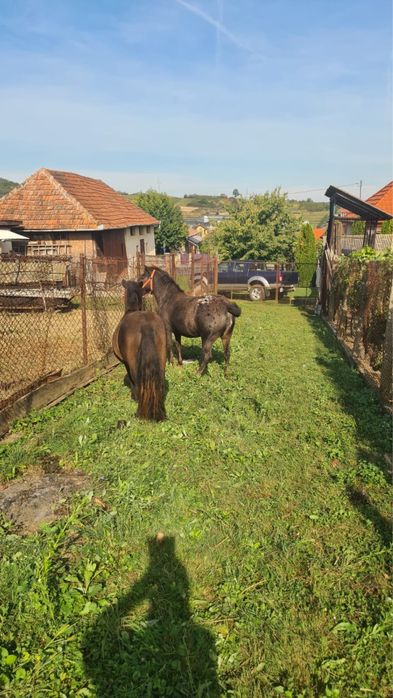 Vand ponei talie mica (femele)