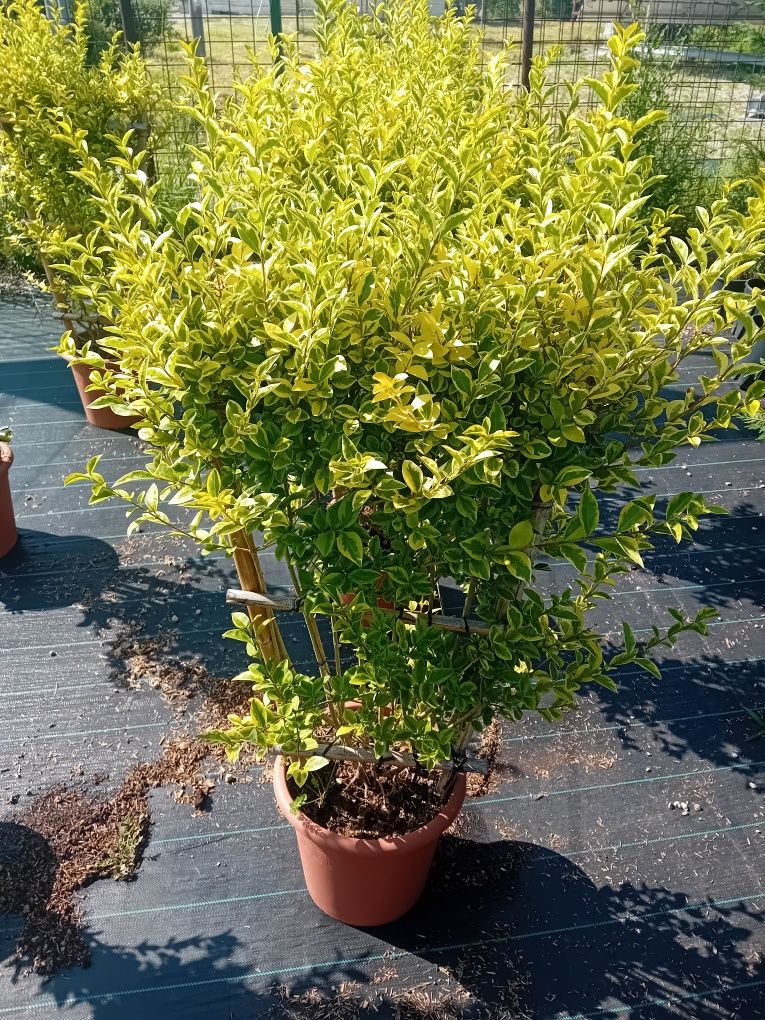 Vând plante naturale ornamentale
