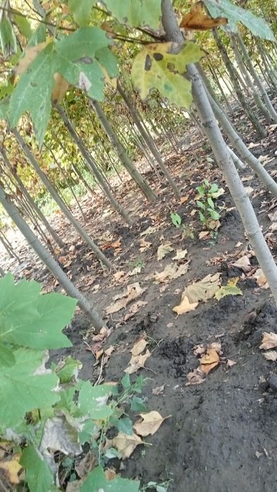 Plant ornamentale .platan buxux tuia