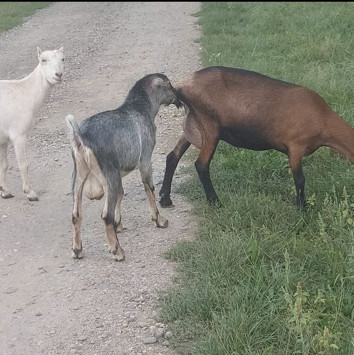 Țap 7 luni metis anglonubian
