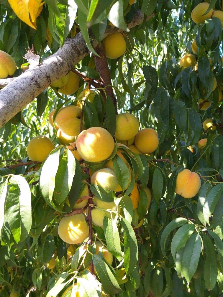 Comercializez pomi fructiferi-pepiniera proprie