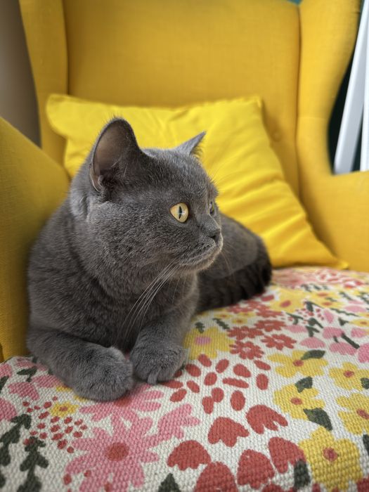 Подарявам Британска късокосметска