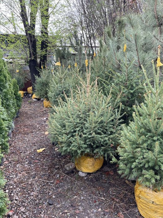 Европейская ёлка зелёная ёлка живая ёлка на продаже