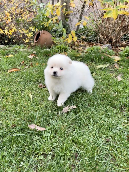 Померан момиче със втора ваксина. Померанче