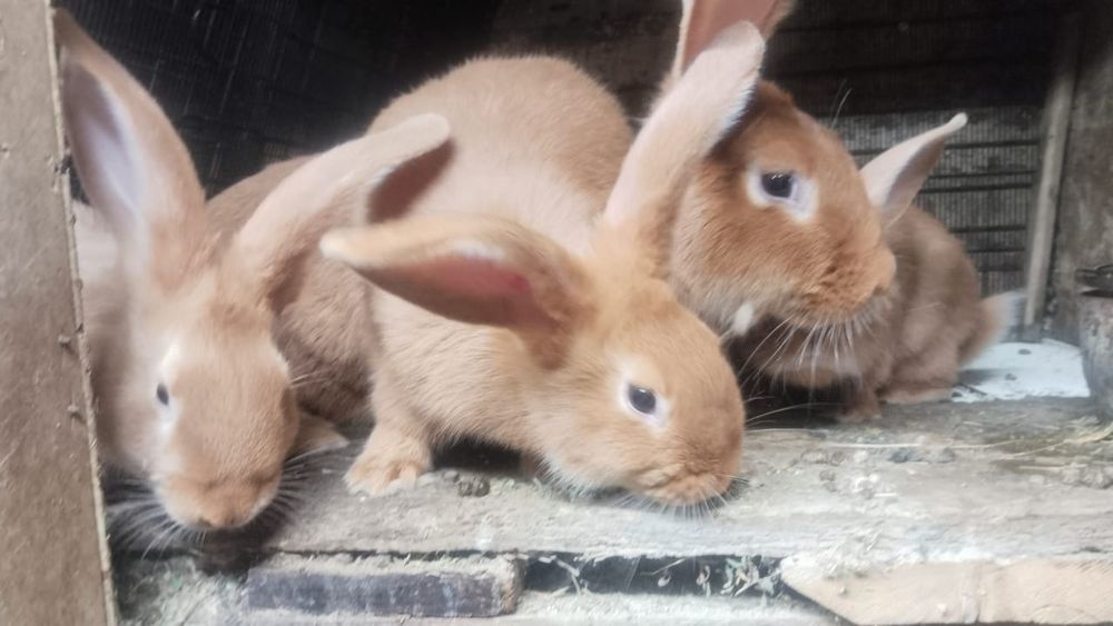 Кролики в продаже