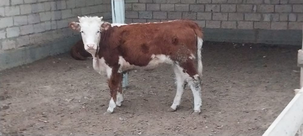 Баспақтар сатылады