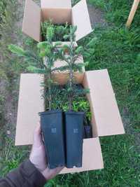 Pachet 50 buc. brad Abies Lasiocarpa la ghiveci P6-plantare 12 luni/an