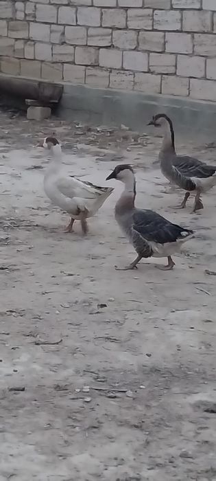 Густар сатыладыыы