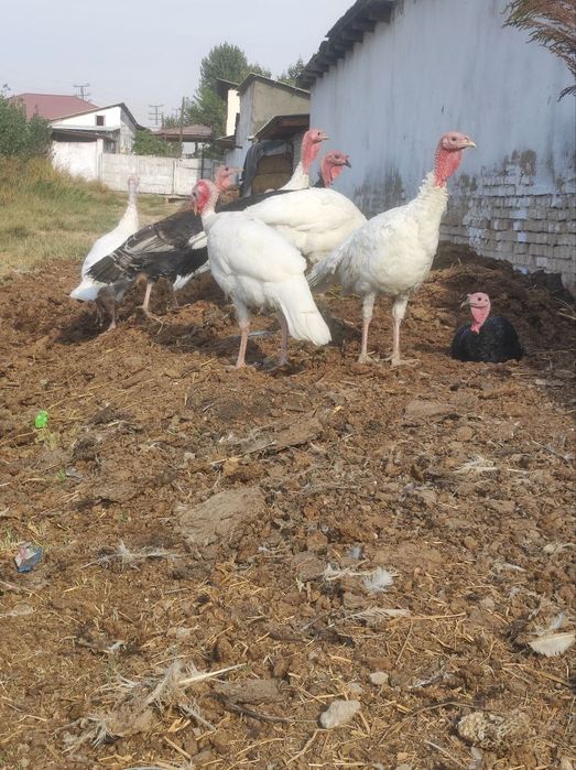 Erkak Kurkala sotiladi may oyida ochib chiqan 4kg 5kgacha vesi
