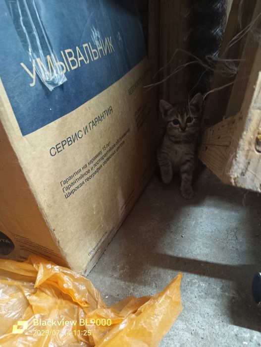 красивые добрые котята мышеловы в добрые руки