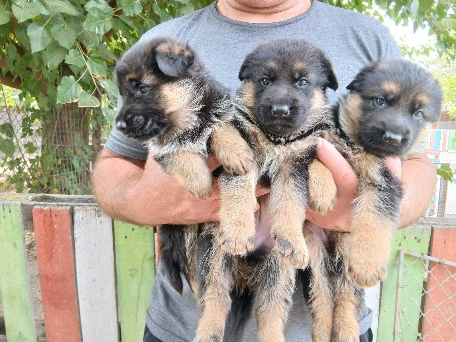 Немски овчарки мъжки и женски