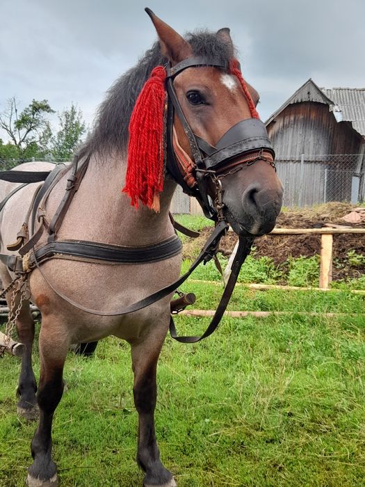 Iapă de vânzare - foarte bună