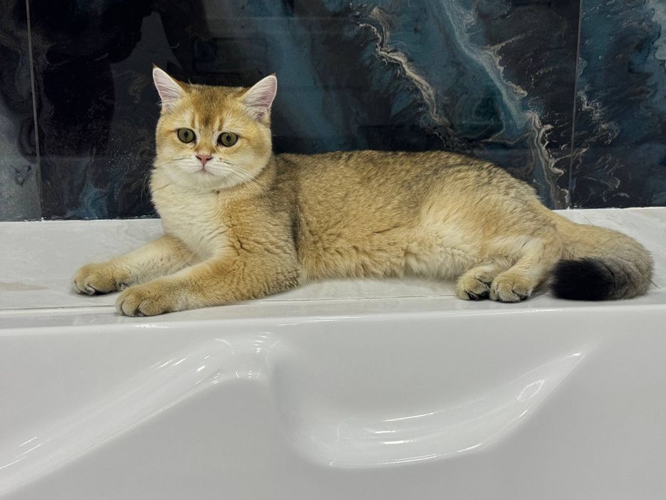 Zolataya Shinshila Sotladi