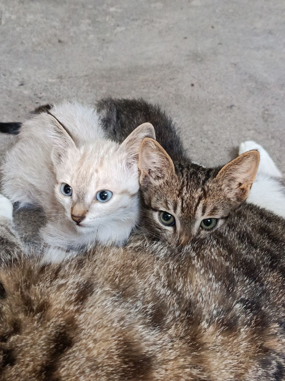 Отдам   даром двух  котят