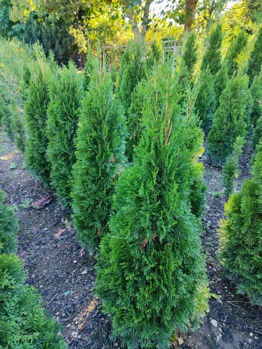 Западна Туя смарагд