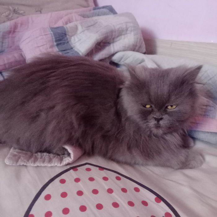 Продаётся Скотиш старйт, шиншилли