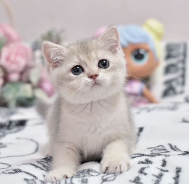 Продаётся котёнок голубое золото