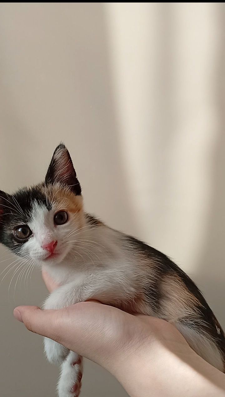 Котята бесплатно