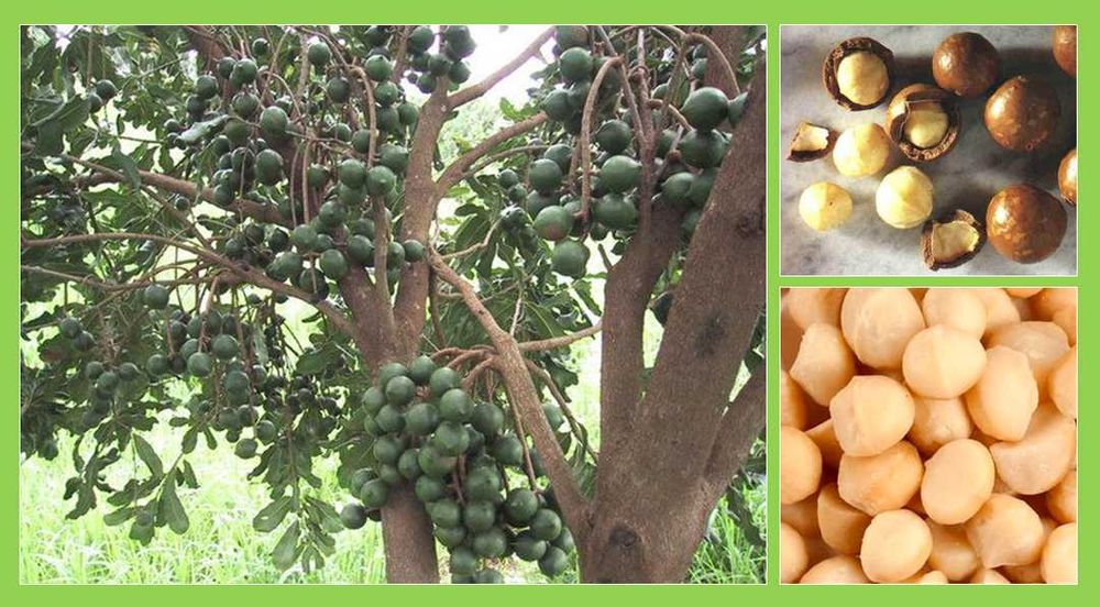 Орех Макадамия саженцы