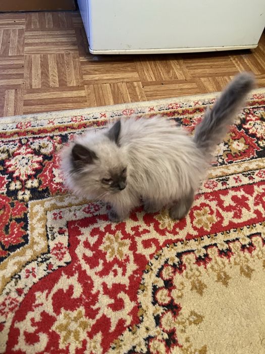 Отдам даром котенка. 3 месяца.