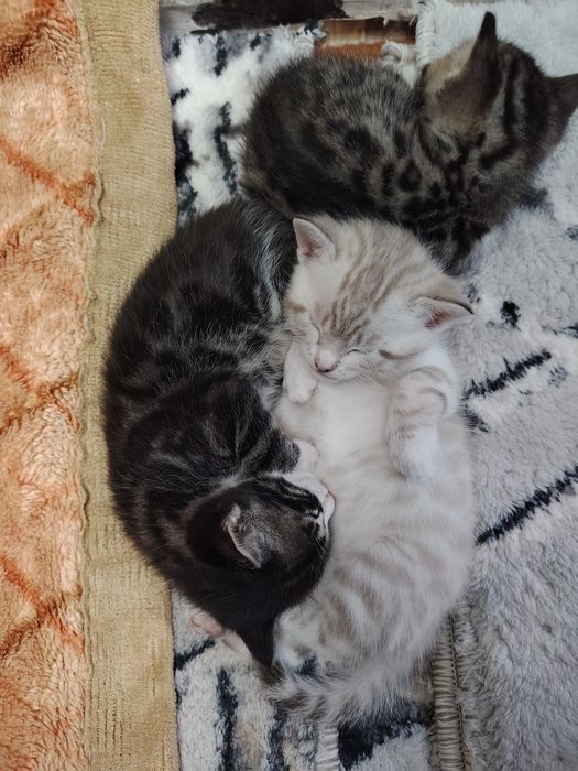 Продаётся Котята