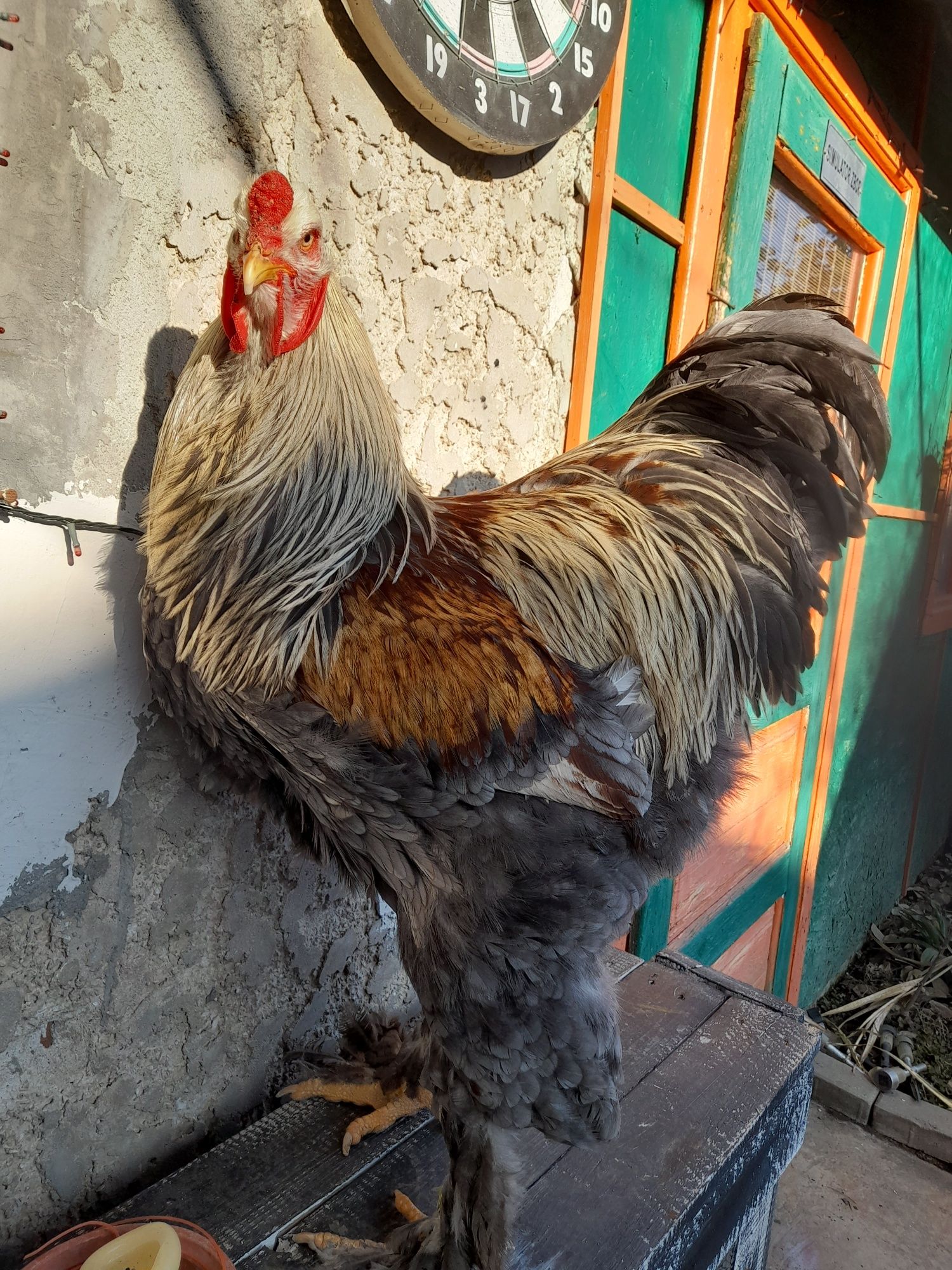 Ouă ɓrahma porțelan,BSO, potârnichiu,columbia,HD, cochin pitic, mii de