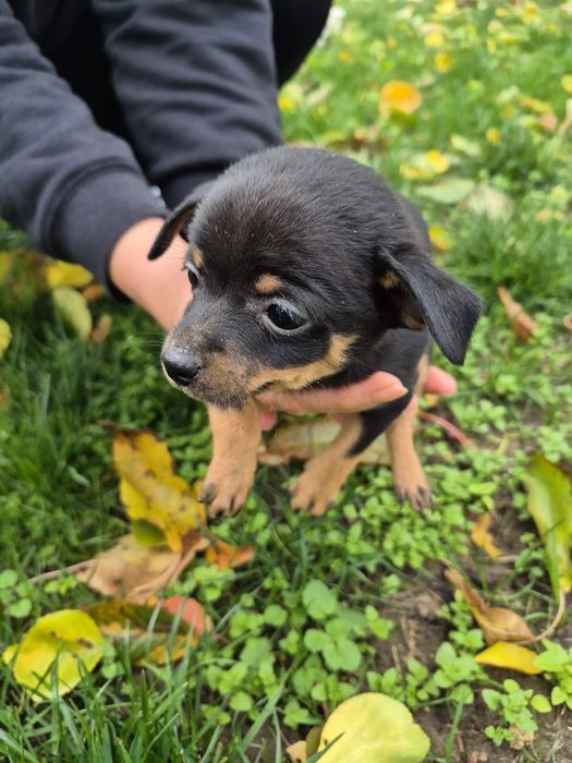 Продават се пинчер