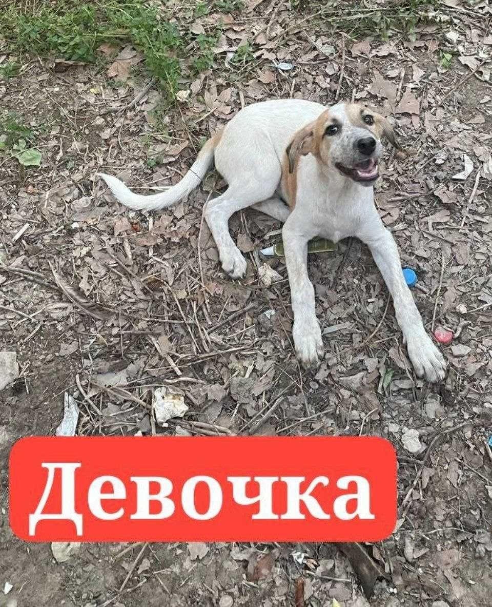 Отдам щенков в добрые руки