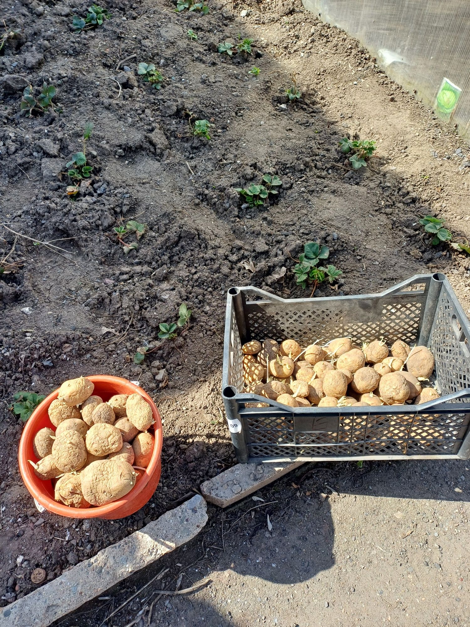 Картофель домашний для посадки