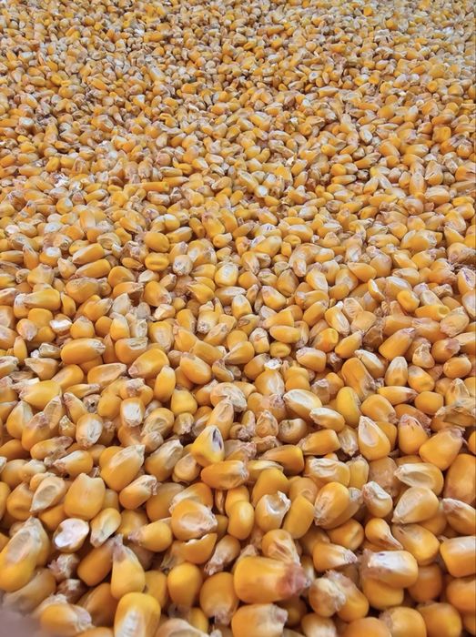 Vând porumb ,grâu,orz,ovăz,uruială!