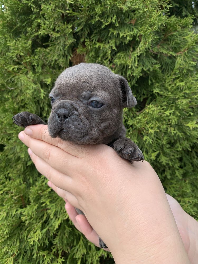 Френски Булдог French Bulldog