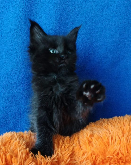 Котята породы Мейн Кун