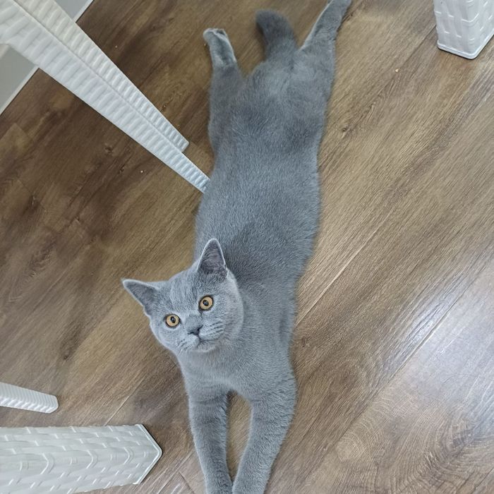 Пародистый кот ( отец Британ а мать Скоттиш фолд)