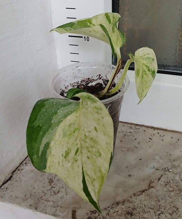 Сингониуми,Дяволски бръшлян, епипремнуми, монстера, пиперомия, мушкато