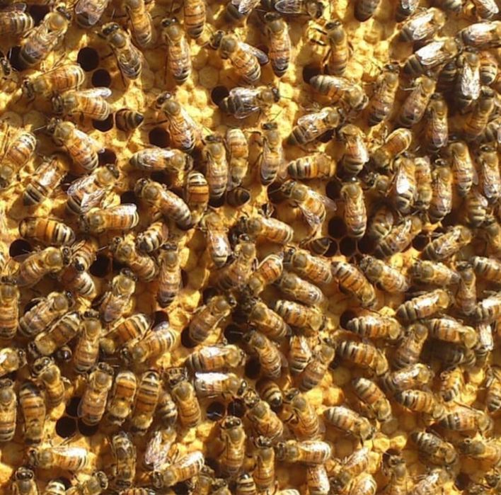 Ранние Пчелопакеты 2026