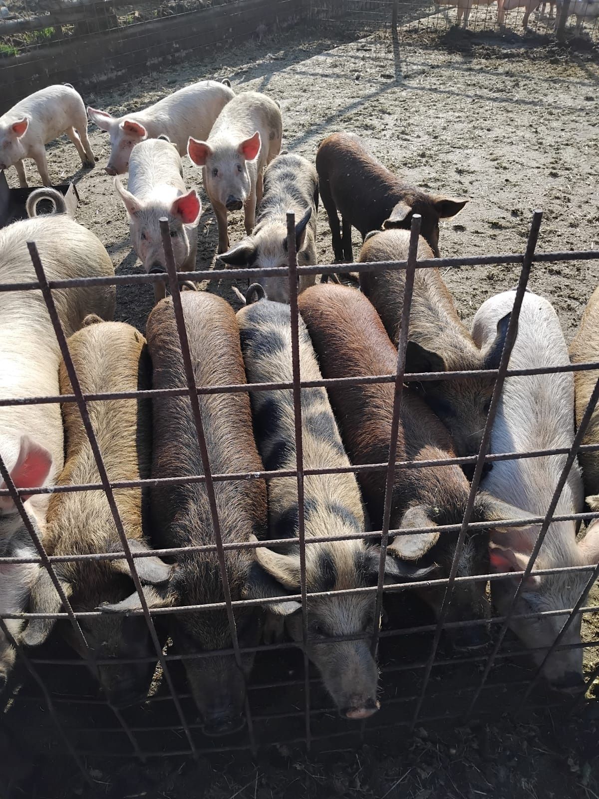 Vînd animale de toate vârstele , de la 10 săptămâni pînă la 5..6 luni