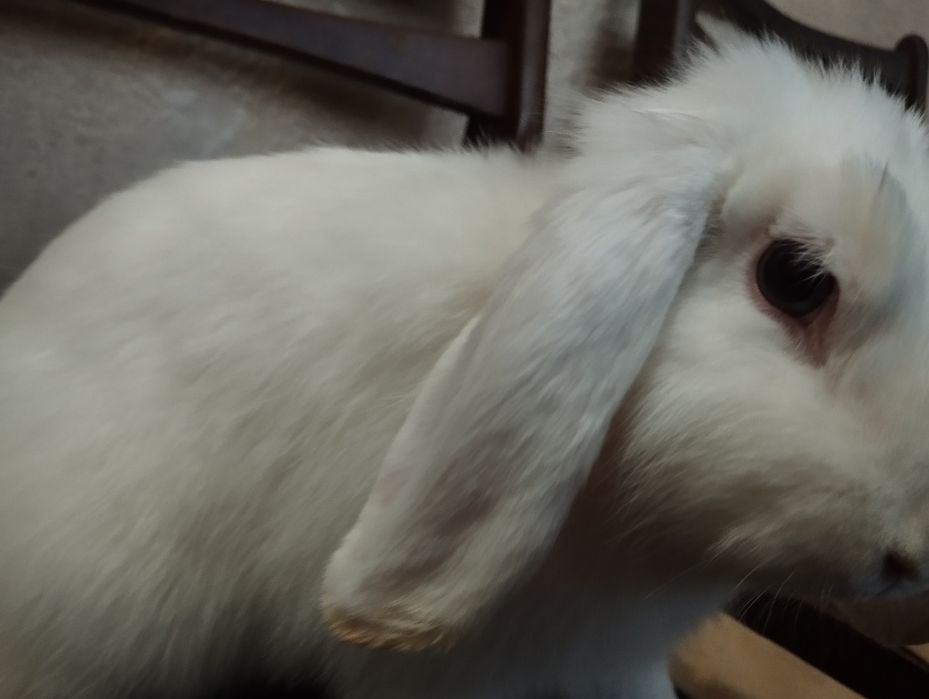 Oq qora dekarativ quyon sotiladi