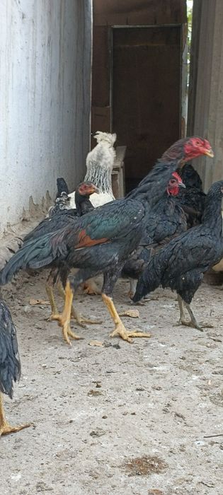 Ишкивозига сотилади