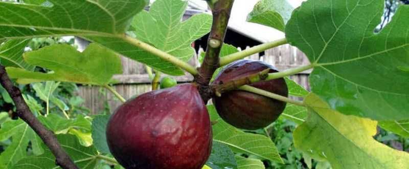 Smochin  aclimatizat in Romania