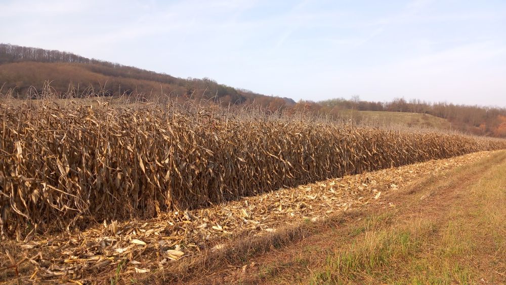 Vând porumb știuleți