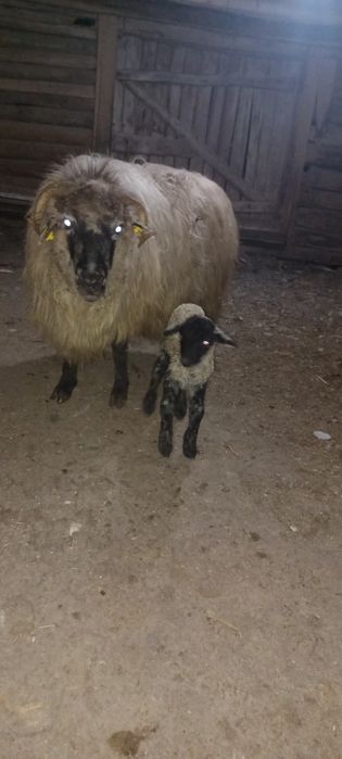 Vând două oi fătate