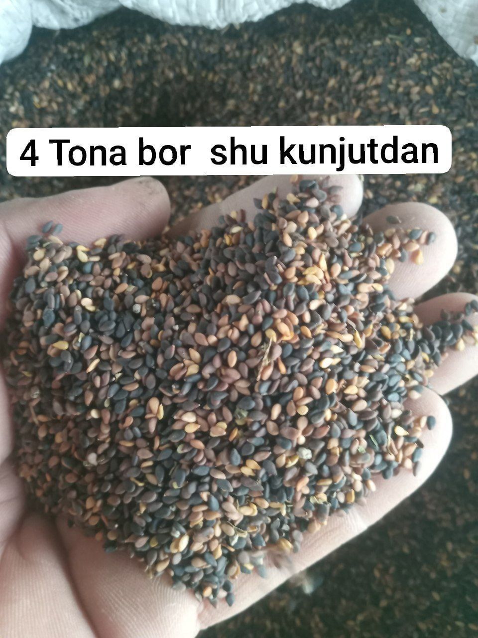 Qora Kunjut sotiladi