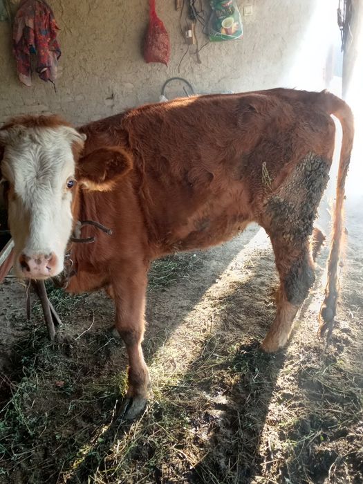 Mol gunochin sotiladi Jondor
