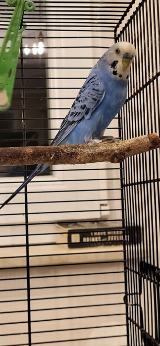 Vand perus mascul cu colivie si accesorii