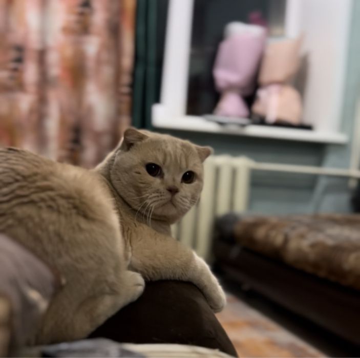 Отдам в добрые руки