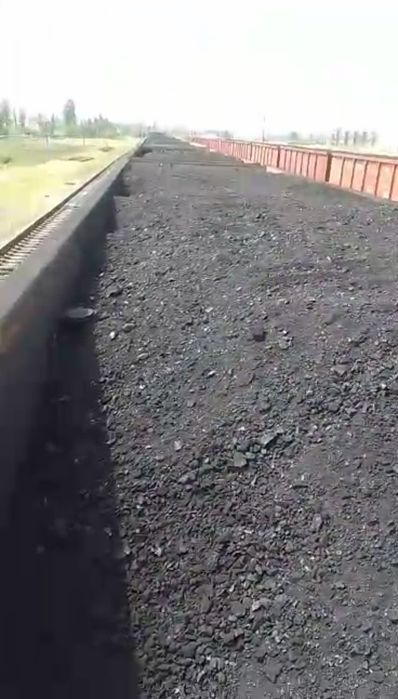 Қирғиз кўмир Сариқ қамиш