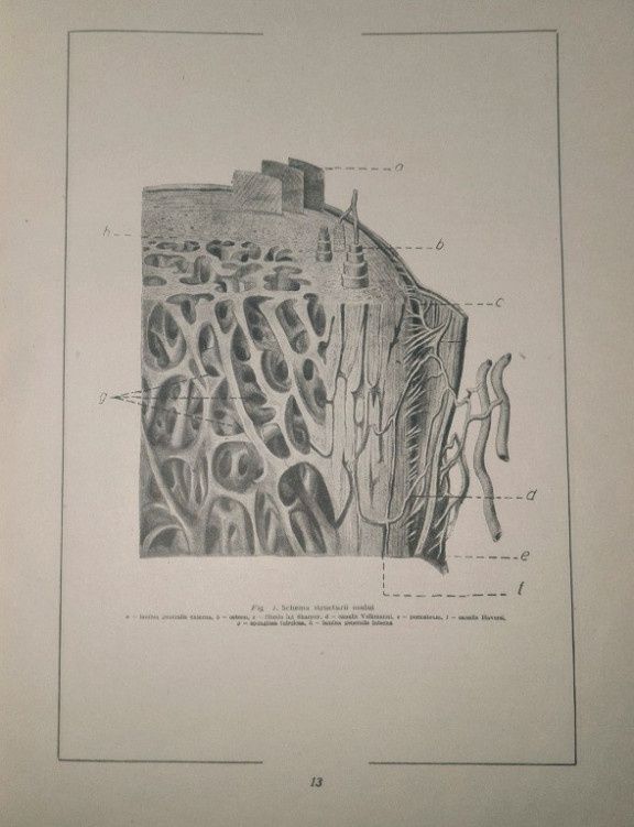 Carte xerox Atlas de anatomie comparativă vol 1
