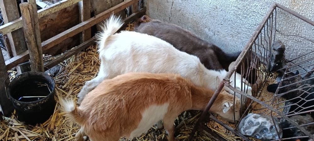 Продавам кози скозни и млечни
