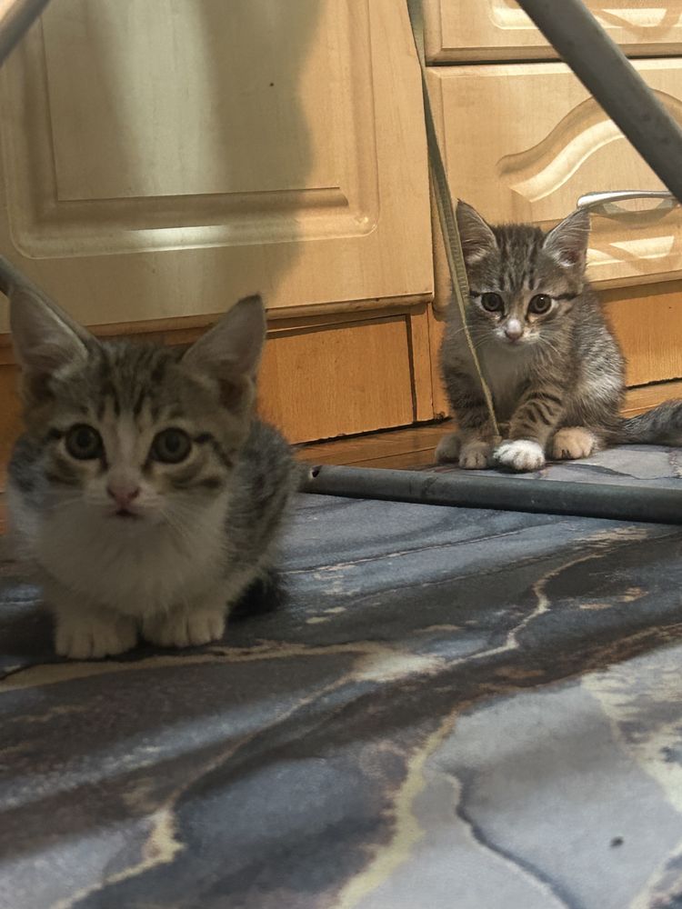 Котята и кошка порода королевская